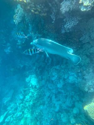 ����-���-���� �� ��� � 18 ������� �� 11 � 14 �����. (����� 5*)