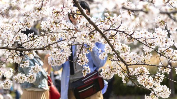 �� ��������� ���� �� ����������� �����, 14 ����, ����������� �������