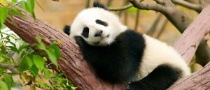 �����+������� �����, 11 ����.