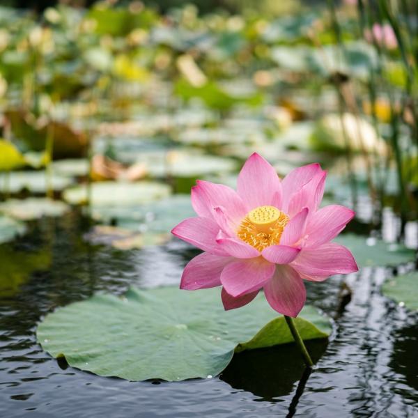 ��� ������ ���������