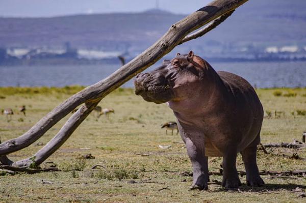 ������� �������� ��������