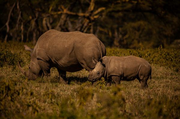 ������� �������� ��������