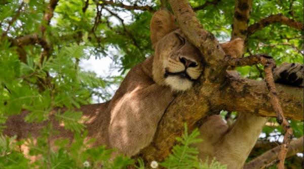 Fly-in Safari: ��� ������ � ��������