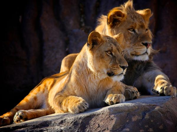 Fly-in Safari: ��� ������ � ��������