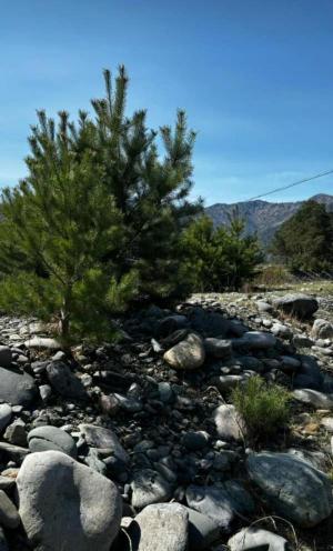 ������� ������� ����� � �������� (6 ����)