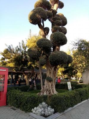 ��� �� ������� ���������: ������ - ����������� (9 ����)