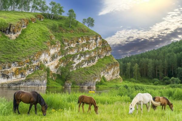�������: �������� ����������� ����, 5 ���� + ���� ��� � / �, ���� - ��������