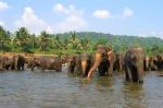 Удивительный Цейлон и восточные берега (июнь - сентябрь)