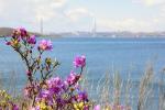 Весна по - Приморски: во Владивосток на цветение сакуры! 5 дней + авиа