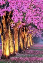 ������� ����������� ����� �����, 7 ���� + ����