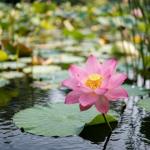 ��������� ����������